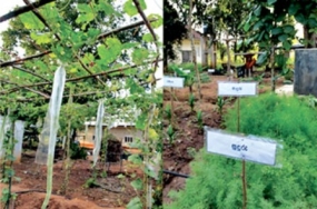 Home gardens in Kegalle
