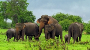 Trial-at-Bar to hear elephant trafficking case