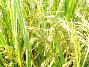 Govt. allocates more funds to buy paddy