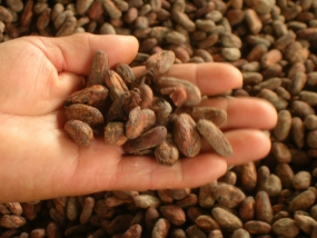 Project to introduce Cocoa cultivation to Rubber Plantations