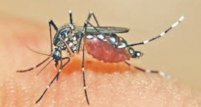 Over 1,100 dengue cases this year