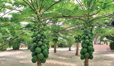 "One Village - One Fruit" to make fruits available during off season