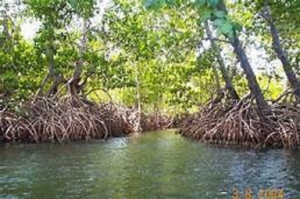 To rehabilitate mangrove lands used for aquaculture and salterns