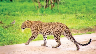 Secure future for leopards