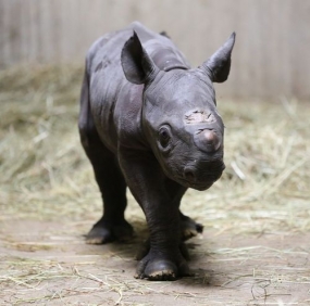 Rare Black Rhinoceros Calf born in Dehiwala Zoo