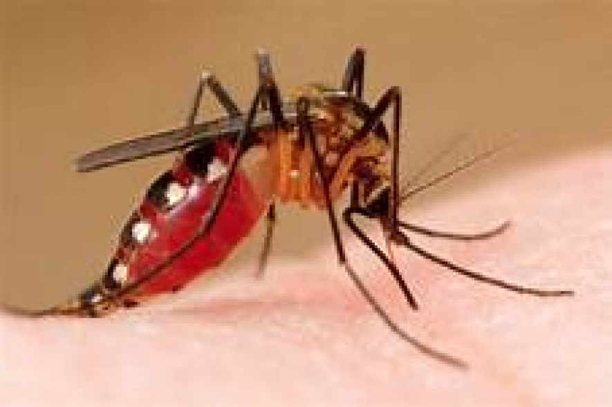 Drop in dengue cases