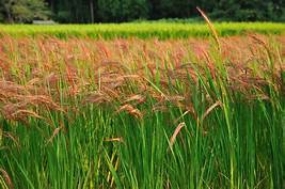 Agriculture Minister instructs to grow traditional paddy, black gram