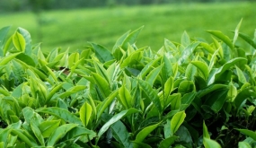 Kuwait consumes 12.3 million kilograms of tea from Sri Lanka – ‘$1.65 billion tea business thriving’