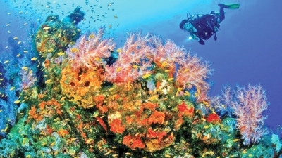 90 percent of corals in our waters are dead