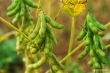 Soya Bean cultivation in 8,000 acres