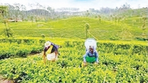 Week’s tea auction offerings tops 6.5 M/Kgs