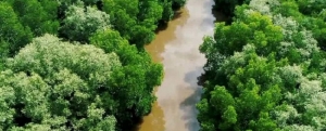 CNN says Sri Lanka's mangrove forests can save lives