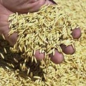 Paddy purchasing at Govt. stipulated rates commences
