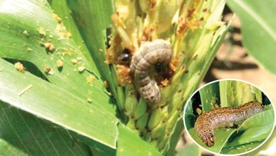 Protecting crops from invasive species