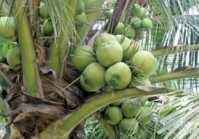 Programme to Promote Brand Name &#039;Sri Lanka Coconut&#039;