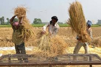 Accelerated programme to purchase paddy during the Maha season