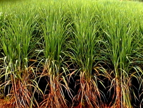 Sugarcane to be cultivated in Badulla District