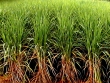 Sugarcane to be cultivated in Badulla District