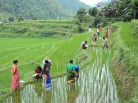 Program to popularize traditional local paddy cultivation in Kegalle