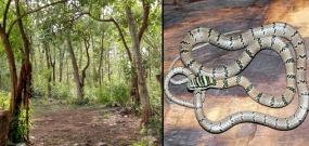 Sri Lankan snake sighted in Seshachalam