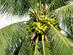 Strategic Plan to upgrade Coconut Cultivation