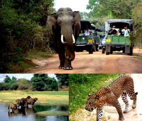 Set your sights for a remarkable park adventure - Wasgamuwa National Park