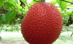 Gac fruit’ now in Sri Lanka