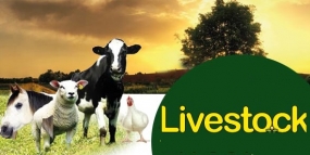 Livestock development in South