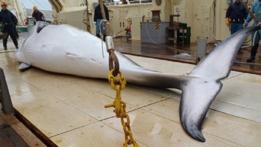 Japanese whalers set sail for commercial hunting