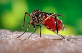 Dengue Control Week in Matara