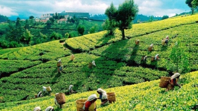 Tea Board to commence replanting