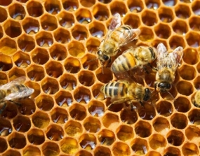 Bee Keeping Village Program to be launched in NWP