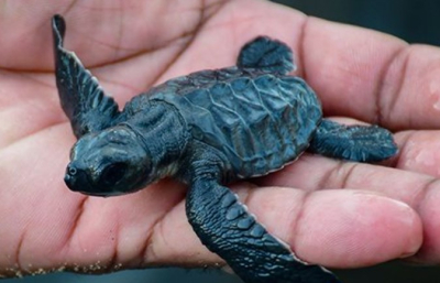Navy takes lead in conserving sea turtles and sets free 97 hatchlings to ocean