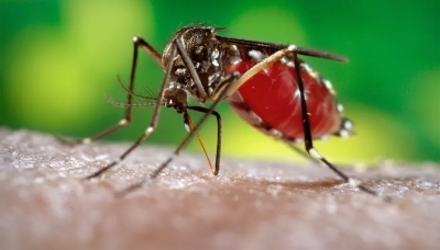 Over 48,000 dengue cases, 52 deaths this year