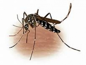 Special Dengue Prevention Program on May 18 and 19