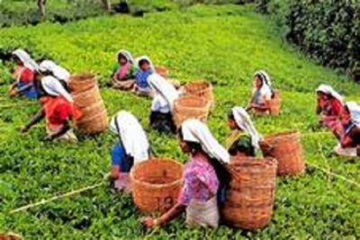 Global tea promotion campaign to begin in May