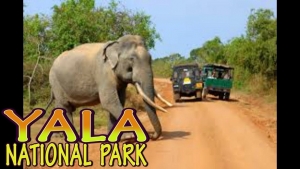 National Geographic ranks Yala sixth in world