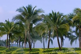 Model Coconut Park to be established in 600 acre land