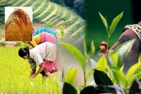 Government to formulate a National Agriculture Policy