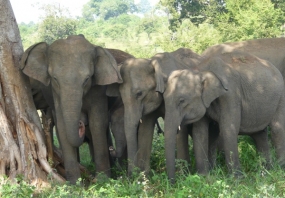 Regulations for Registering and keeping of Tamed Elephants