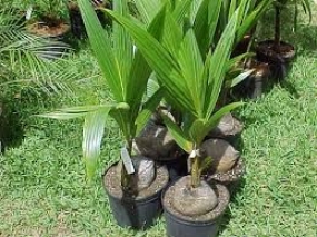 Drive to grow coconut saplings in home gardens