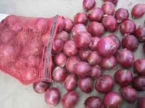 Govt. to purchase Big Onions at Rs.90 per Kg.