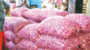 Yala season big onion harvesting begins