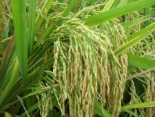 Government to increase paddy storage facilities before next harvest
