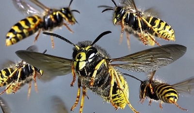 Fifty-one hospitalized in wasp attack at school