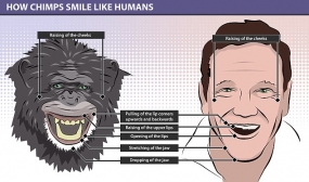 Chimps can smile like humans