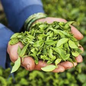 Guaranteed price for raw tea leaves